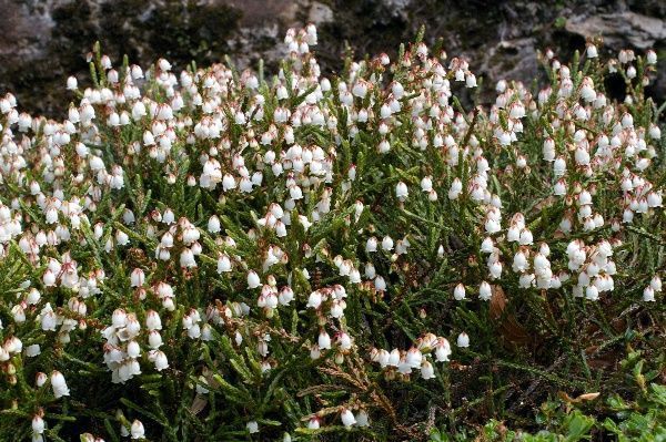 Цветок кассиопея — выращивание, посадка, размножение и уход