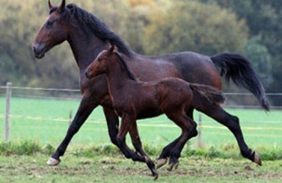 От чего зависит скорость лошади?