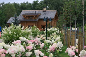 Дача в Подмосковье: цветущие кустарники для украшения участка