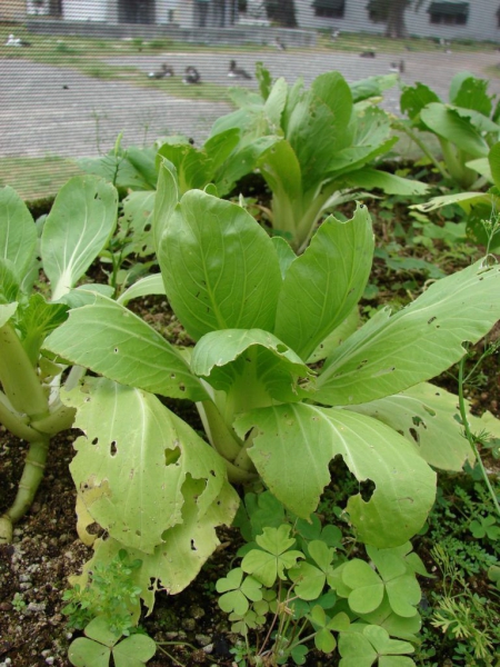 Японская капуста – применение и способы выращивания