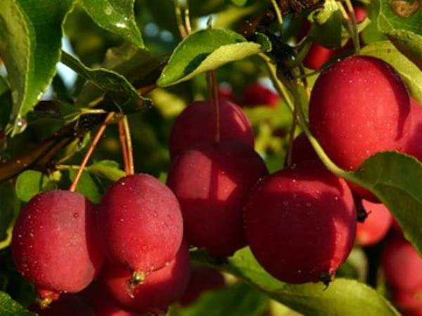 Яблоня Китайка: необычный сорт в наших садах