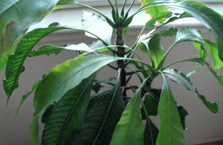 Как вырастить из косточки манго дерево – посадка и уход