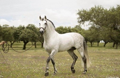 Андалузская порода – лошади королевских кровей