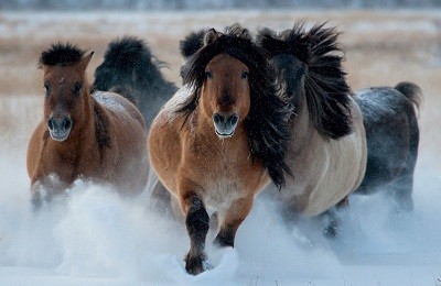 Выходцы из степей – монгольские лошади