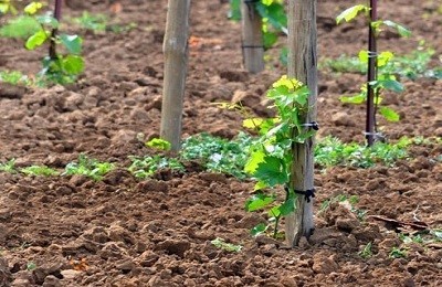Пересадка виноградного куста: основные правила и этапы