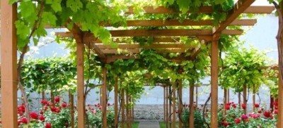 Пергола для винограда: разновидности и основные правила строительства
