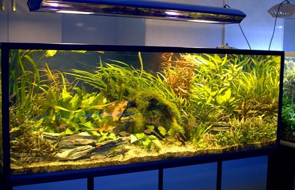 Оптимальное освещение для аквариума
