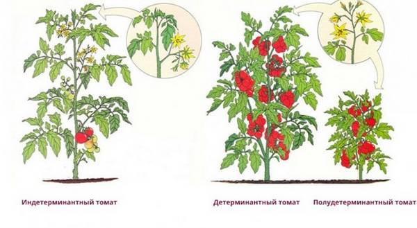 Как правильно пасынковать помидоры