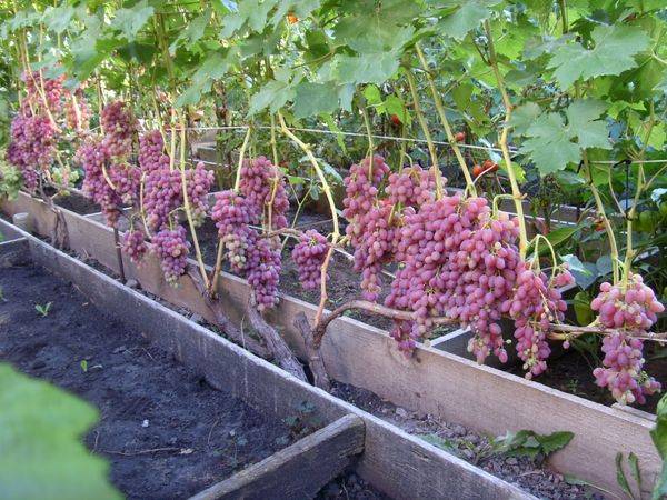 Выращивание бессемянного сорта винограда Велес