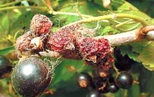 Чёрная смородина Пигмей: уральская стойкость растения и южная нежность ягод
