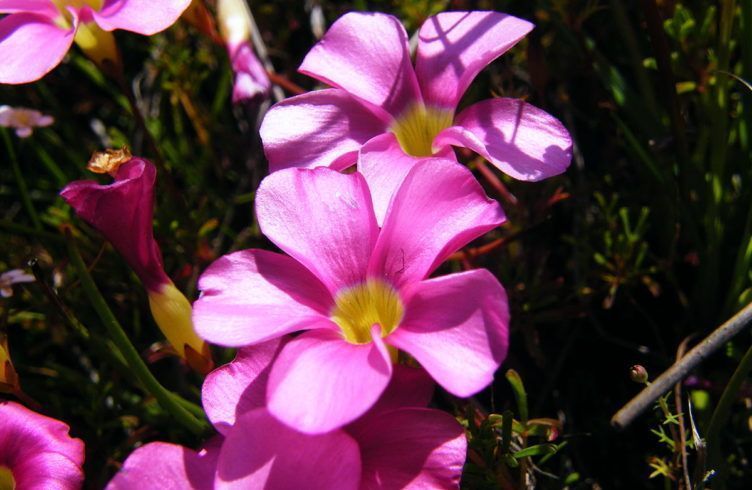 Цветок кислица (оксалис) – выращивание, посадка, размножение и уход
