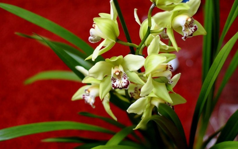 Комнатные орхидеи – посадка, размножение и уход