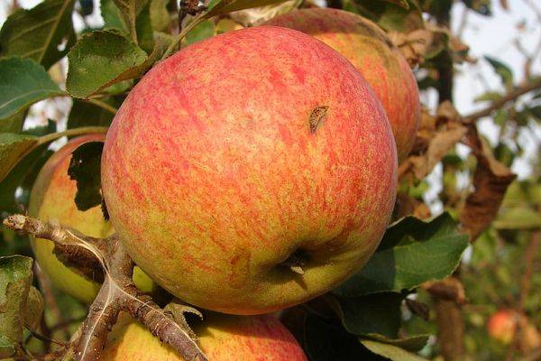 Описание летней яблони сорта Орлинка