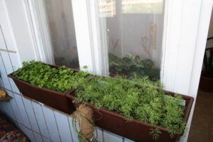 Как вырастить зелень на балконе