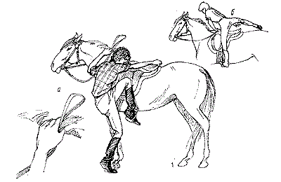Управление лошадью: основы, нюансы, важные моменты