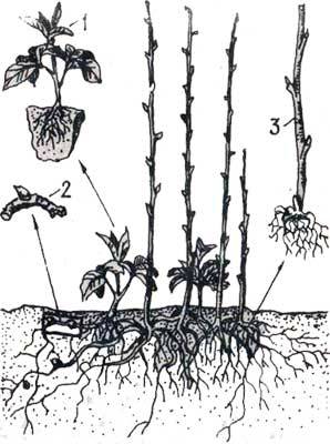 Выращивание и сбор высокого урожая малины в теплице