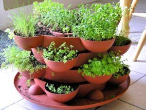 Как вырастить зелень на балконе