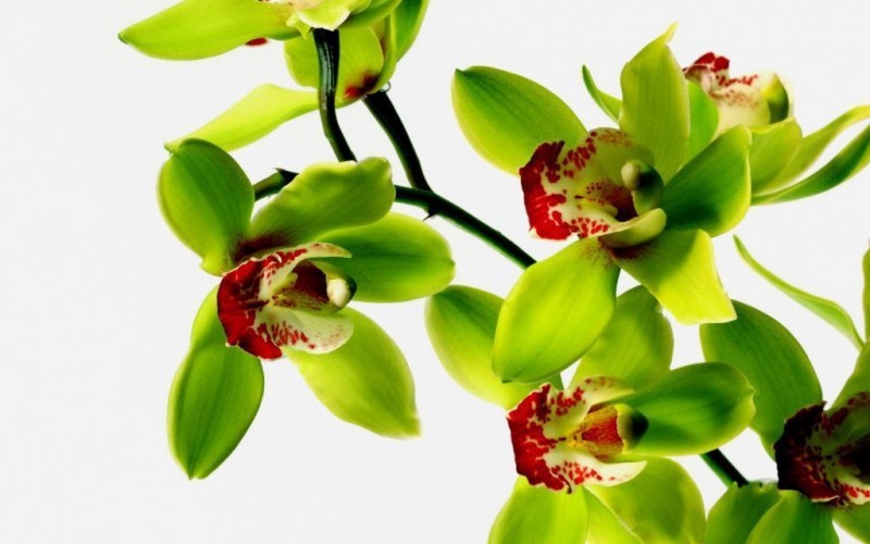 Комнатные орхидеи – посадка, размножение и уход