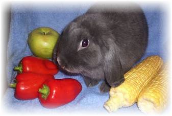 Содержание кроликов (клетки, питание и гигиена)