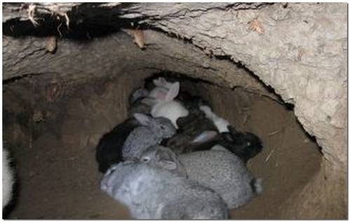 Разведение кроликов в ямах процесс