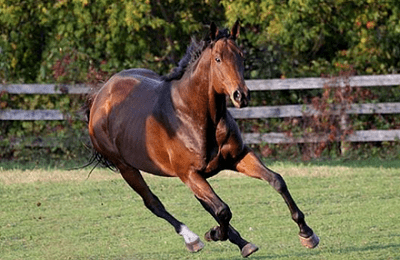 Английские скакуны – лошади, рожденные для большого спорта