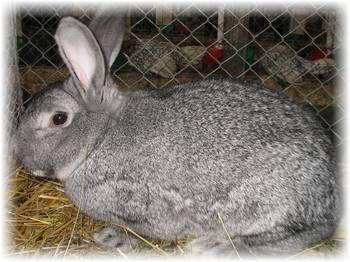 Сено для кроликов - вкусный рацион для вашего питомца