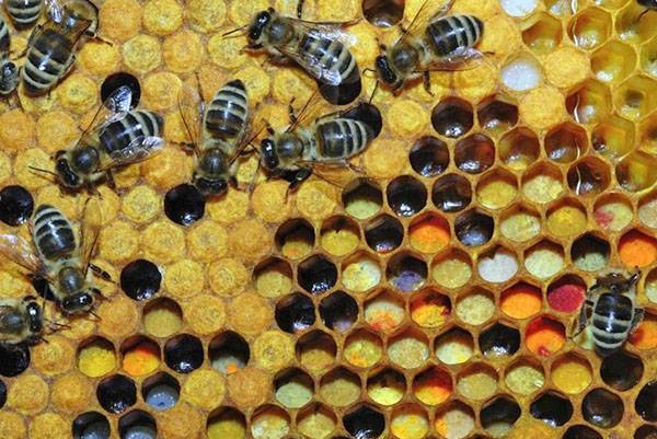 Зачем нужна весенняя подкормка пчел