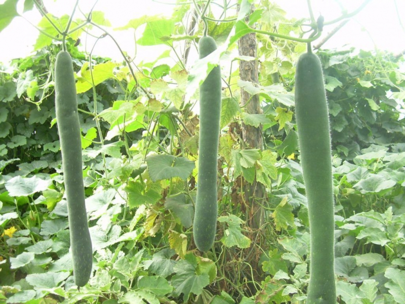 Растение люффа – особенности выращивания, первичная посадка, способы размножение и уход