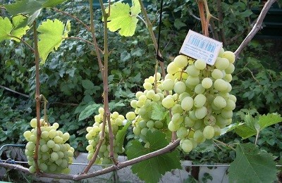 Созревание ягод винограда: как условия и сорта влияют на сроки?