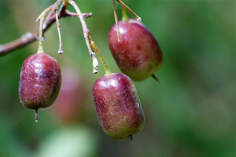 Чудо-фрукт«Биллардиера» – выращивание, посадка, размножение и уход