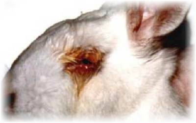 Болезни глаз у кроликов: симптомы и лечение