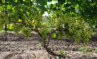 Уход за однолетним виноградом