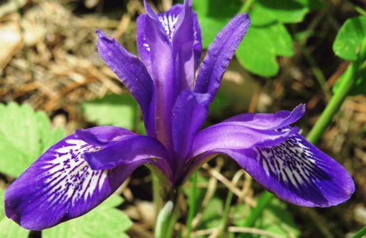 Цветы кукушкины слезки – лечебные свойства и противопоказания