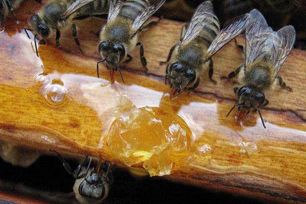 Зачем нужна весенняя подкормка пчел