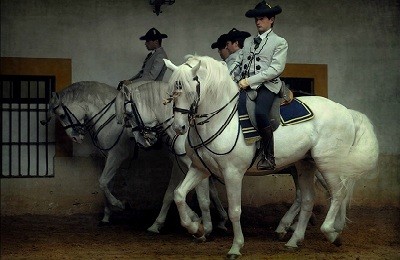 Андалузская порода – лошади королевских кровей