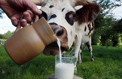 Какое молоко является более полезным: козье или коровье?