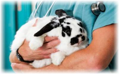 Кастрация кроликов: особенности проведения процедуры