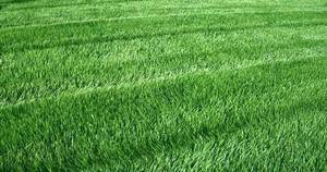 Виды и особенности газонных трав