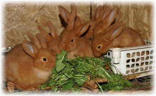 Кормление кроликов: виды и рацион