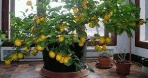 Чем подкармливать лимон во время цветения и плодоношения?