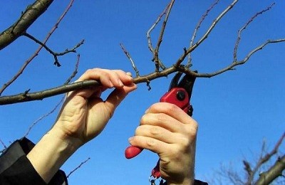 Технология обрезки плодовых деревьев