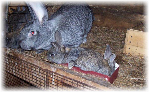 Кролики породы обер в домашнем хозяйстве
