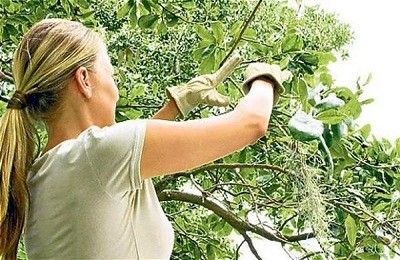 Технология обрезки плодовых деревьев