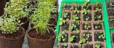 Особенности выращивания рассады овощных растений и цветов в торфяных горшочках