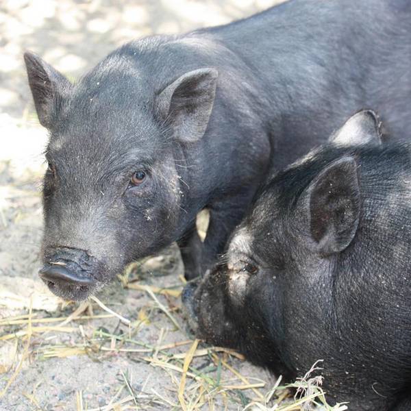 Разведение свиней: выбор породы, случка, супоросность и опорос