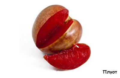 Заморские чудо-фрукты: плумкот, априум
