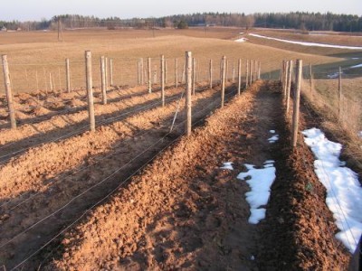 Чем и как можно надежно укрыть виноград на зиму?