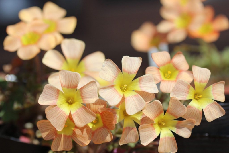 Цветок кислица (оксалис) – выращивание, посадка, размножение и уход