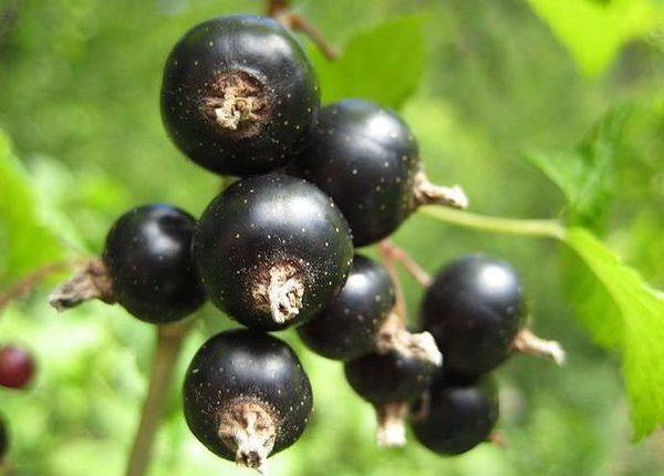 Черная смородина Сластена - ягода для гурманов и ценителей великолепного вкуса