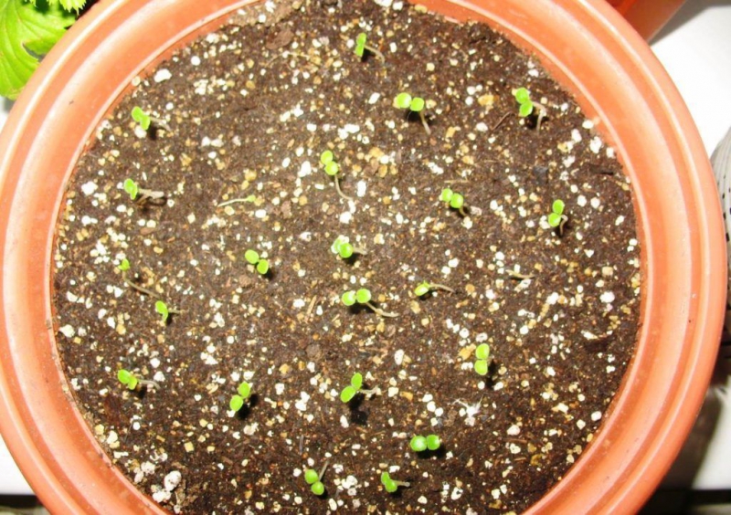 Топинамбур – выращивание, посадка, размножение и уход